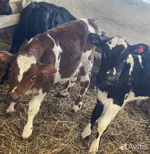 К Бычки и Тёлки на доращивание