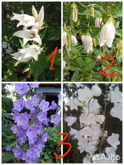 Многолетние цветы роза флоксы, пион