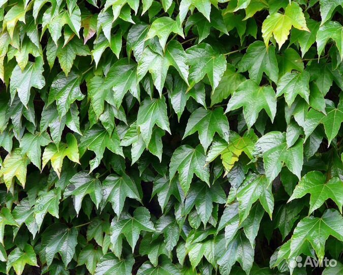 Девичий виноград триостренный Вичи