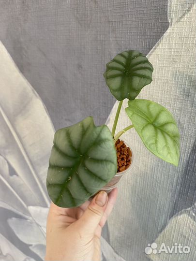 Алоказия сильвер дракон