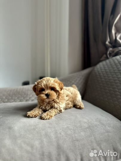 Мальтипу Ф1 мини мальчик