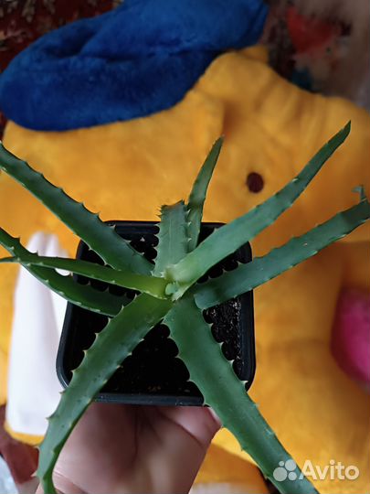 Алоэ лечебный