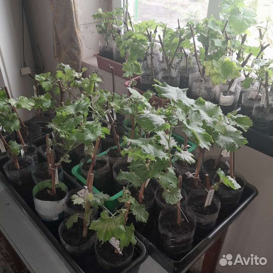 Саженцы винограда