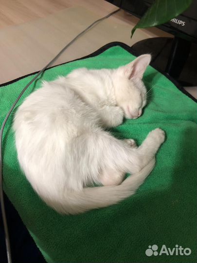 Шикарная беленькая девочка котёнок