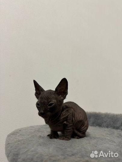 Канадский сфинкс