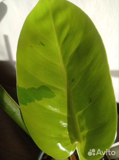 Филодендрон Карамель. Филодендрон