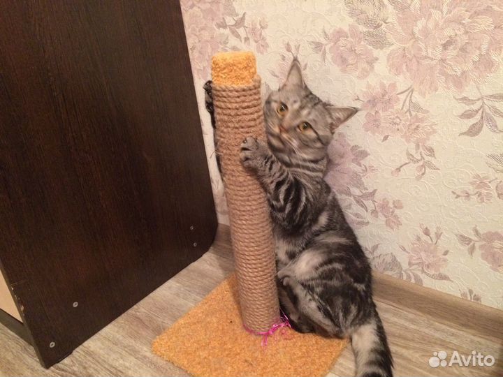 Кот британец