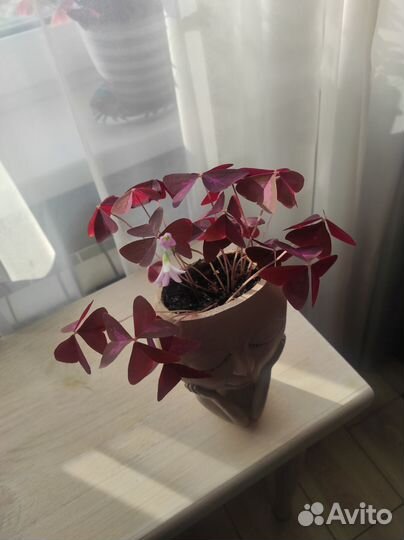 Мадам Баттерфляй