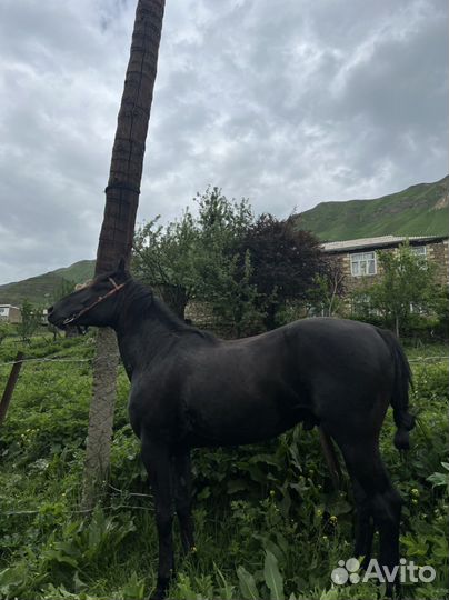 Лошадь -жеребец