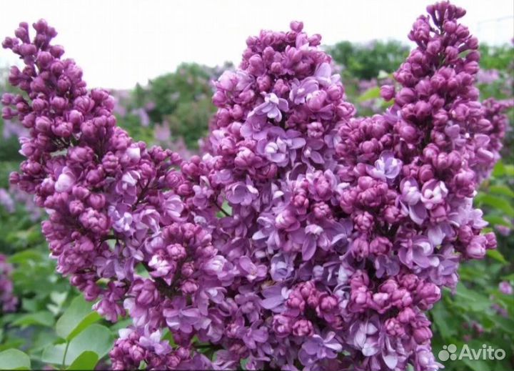 Сирень махровая