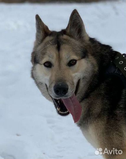 Лайка метис