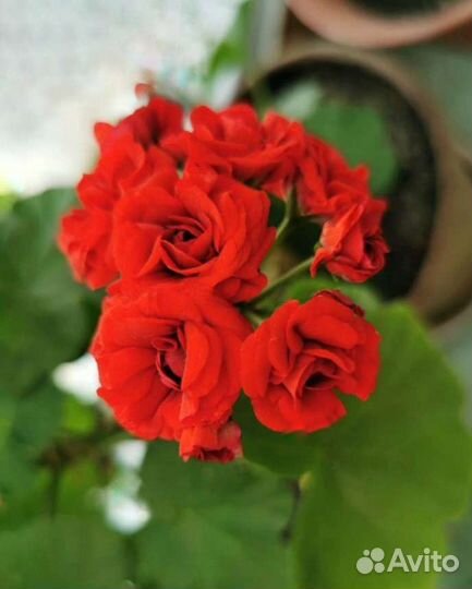 Пеларгония герань розебудная красная розочками