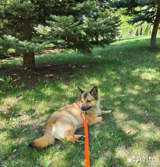 Миниатюрная собачка в добрые ручки