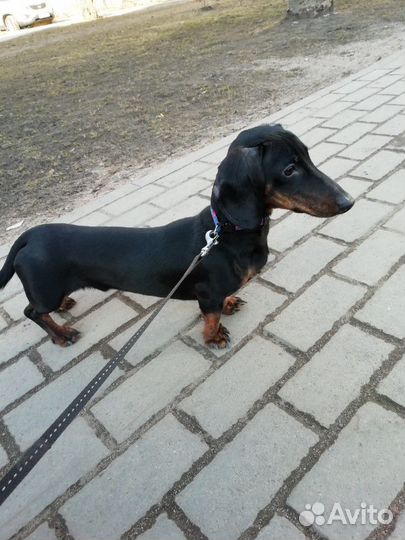 Такса, вязка