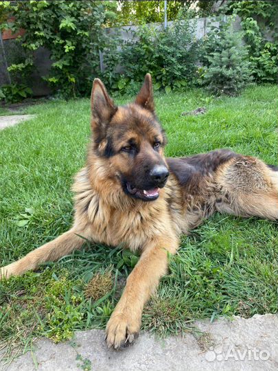 Случка собак