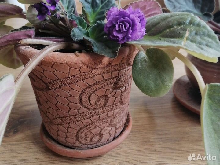 Фиалки цветущие в горшке