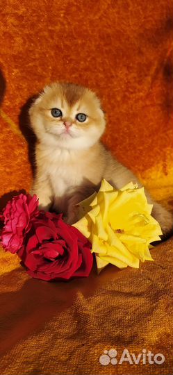 Шотландские девочки