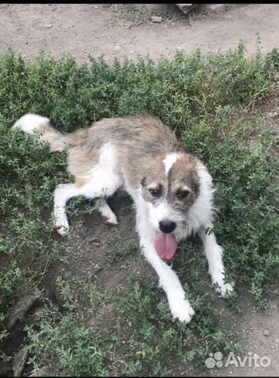 Собака в добрые руки отдам бесплатно