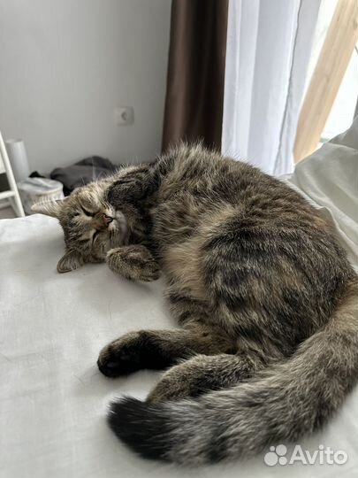 Европейская кошка