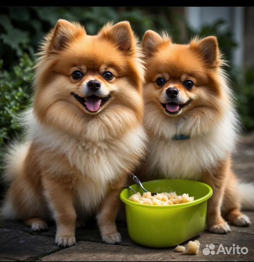 Померанский шпиц медвежьего типа москва