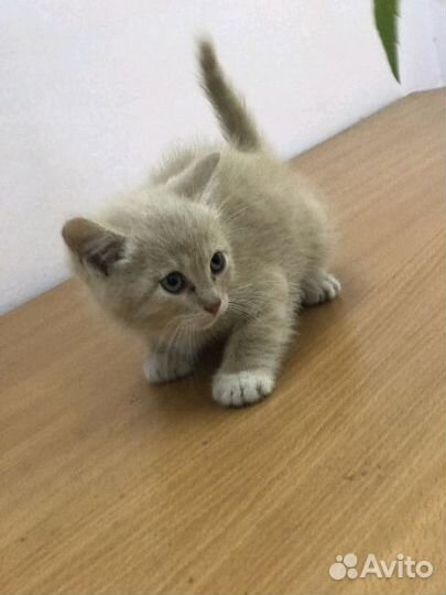 Котята 2мес из приюта в самые лучшие ручки