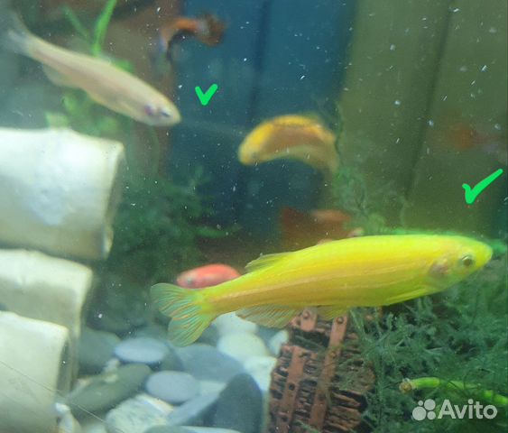 Аквариумные рыбки данио купить в Москве | Животные и зоотовары | Авито