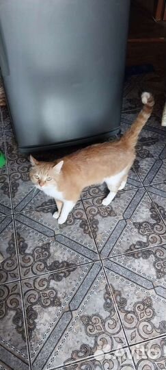 Кошка в дар