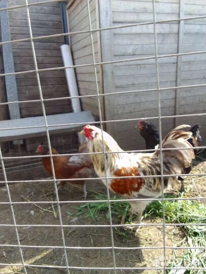 Амераукана