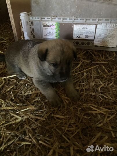 Щенки в добрые руки даром