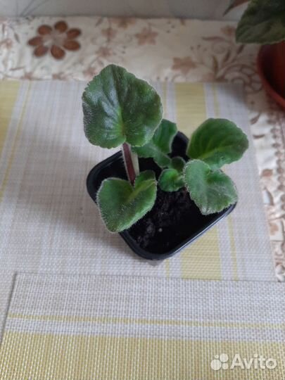 Детки сортовой фиалки