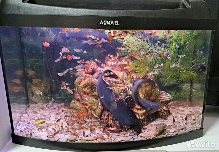 Аквариум