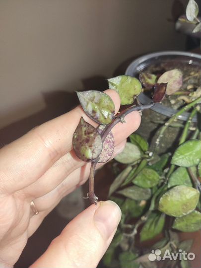 Хойя lacunosa black leaves