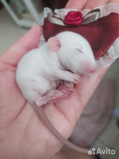 Крысенок дамбо