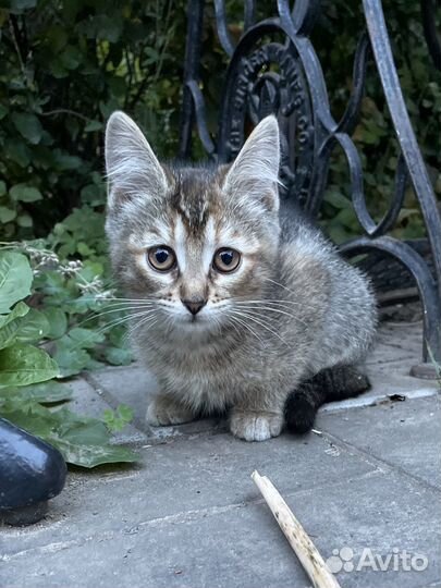 Отдам котеночка в добрые руки