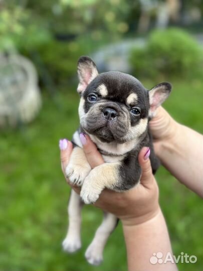 Французский бульдог