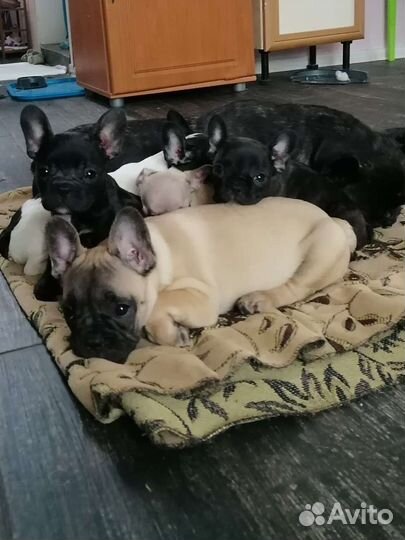 Французский бульдог щенки