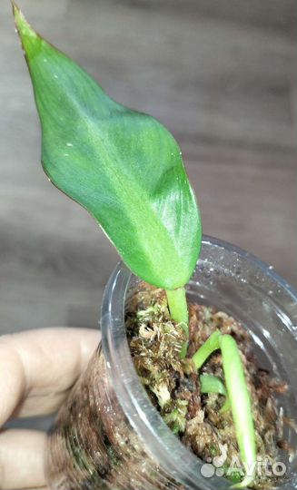 Филодендрон Crassinervium
