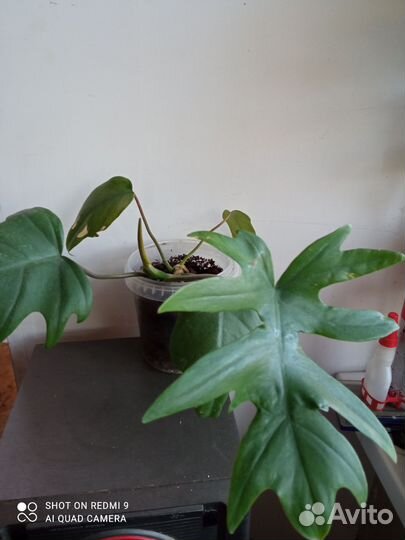 Филодендрон лучистый