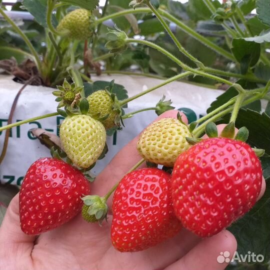 Рассада клубники