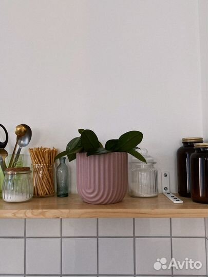 Хойя карноза (мясистая)