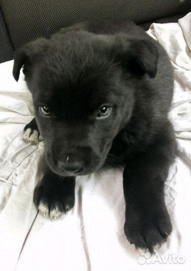 Малыши в дар