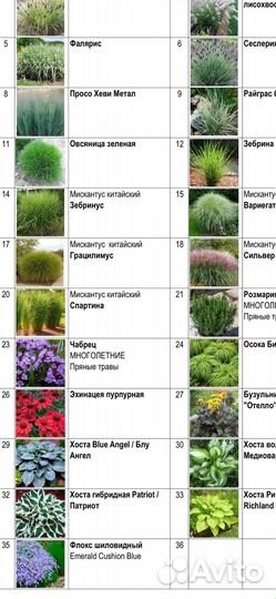 Саженцы декоративных злаков и пряных культур