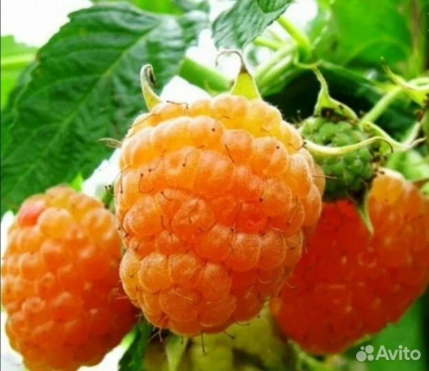 Ремонтантная желтая малина, смородина, крыжовник