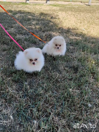 Шпиц кремовый (мини мишки)