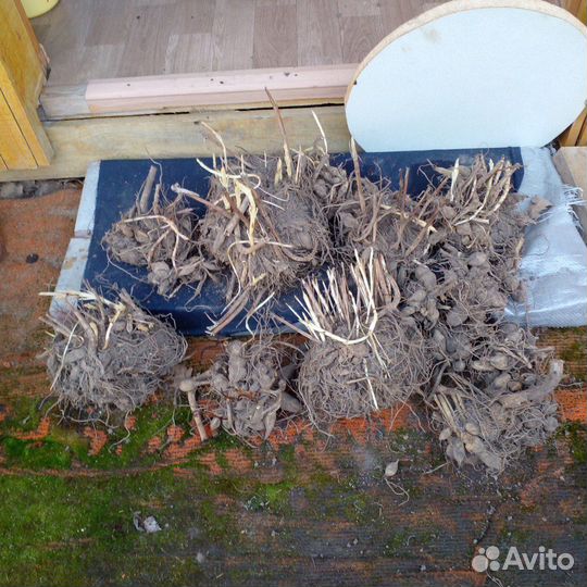 Продам клубни георгин