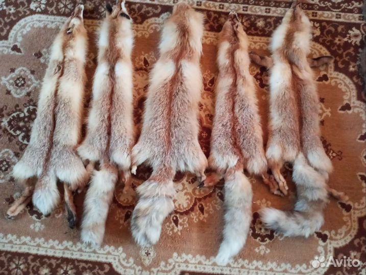 Шкуры лисы