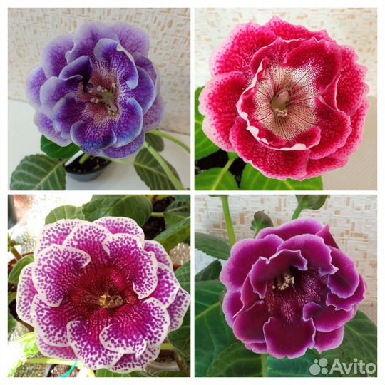 Глоксиния листья Почтой