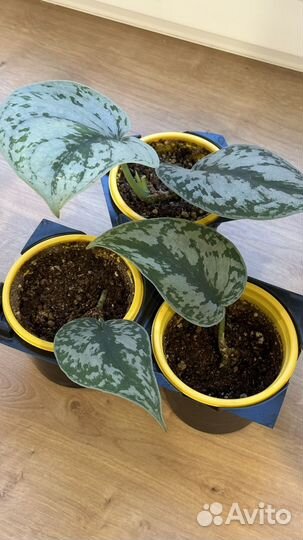 Сциндапсус треби