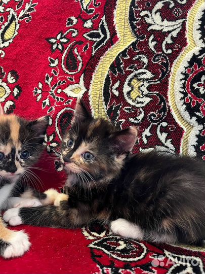Котята в дар бесплатно