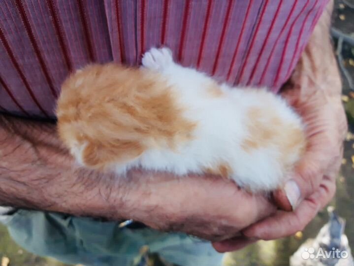 Малышка Пуговка ищет дом